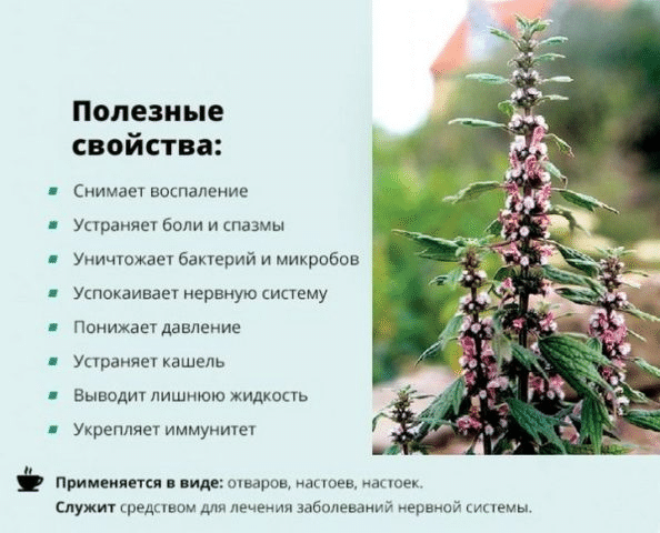 Настойка пустырника - инструкция по применению и противопоказания