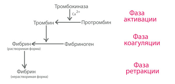 Свертываемость крови по сухареву норма у детей - Лечение гипертонии