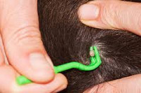 Клещевой энцефалит: диагностика, симптомы и лечение заболевания